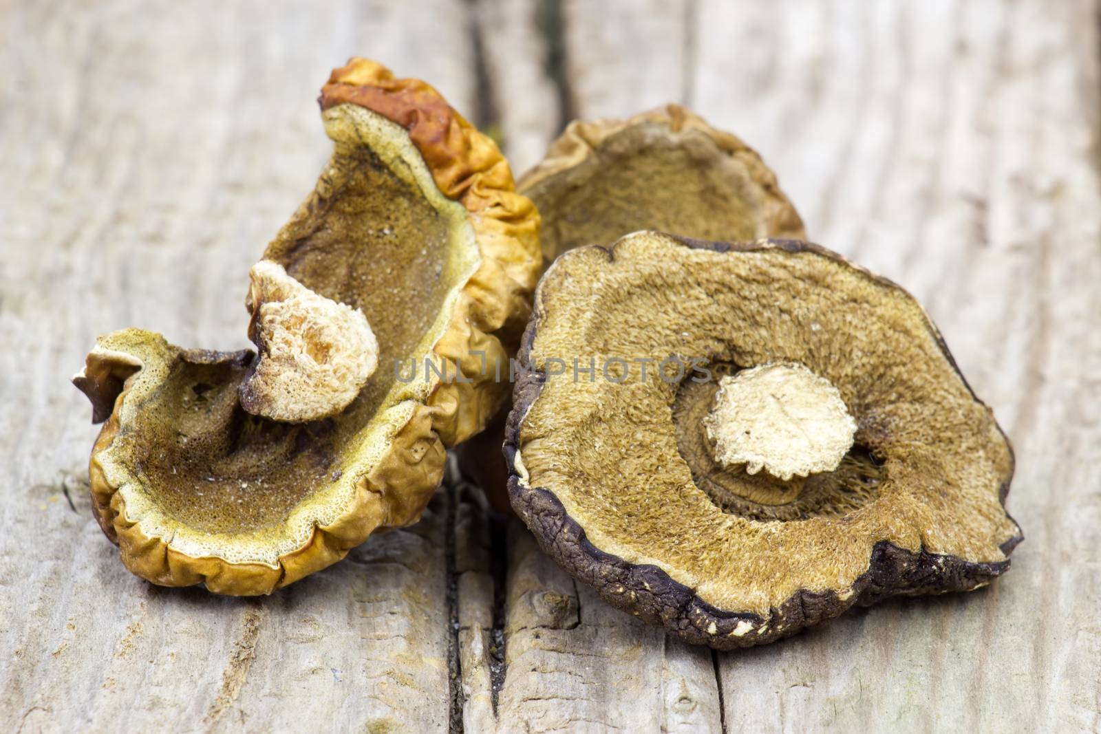 dried mushrooms on wooden background