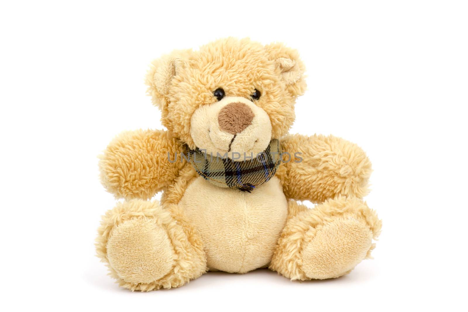 teddy bear on white background