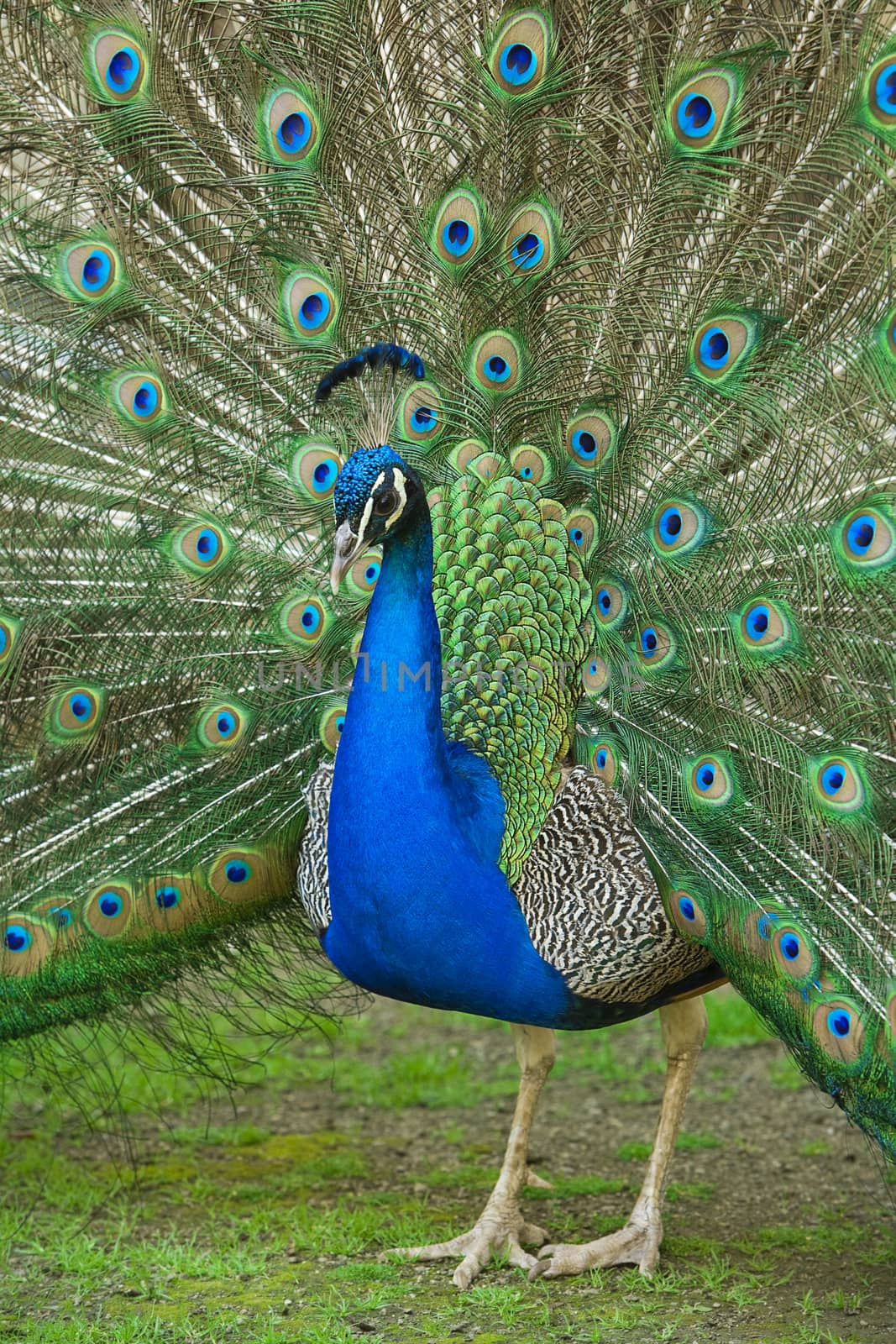 beautiful male peacock with its colorful tail feathers spread