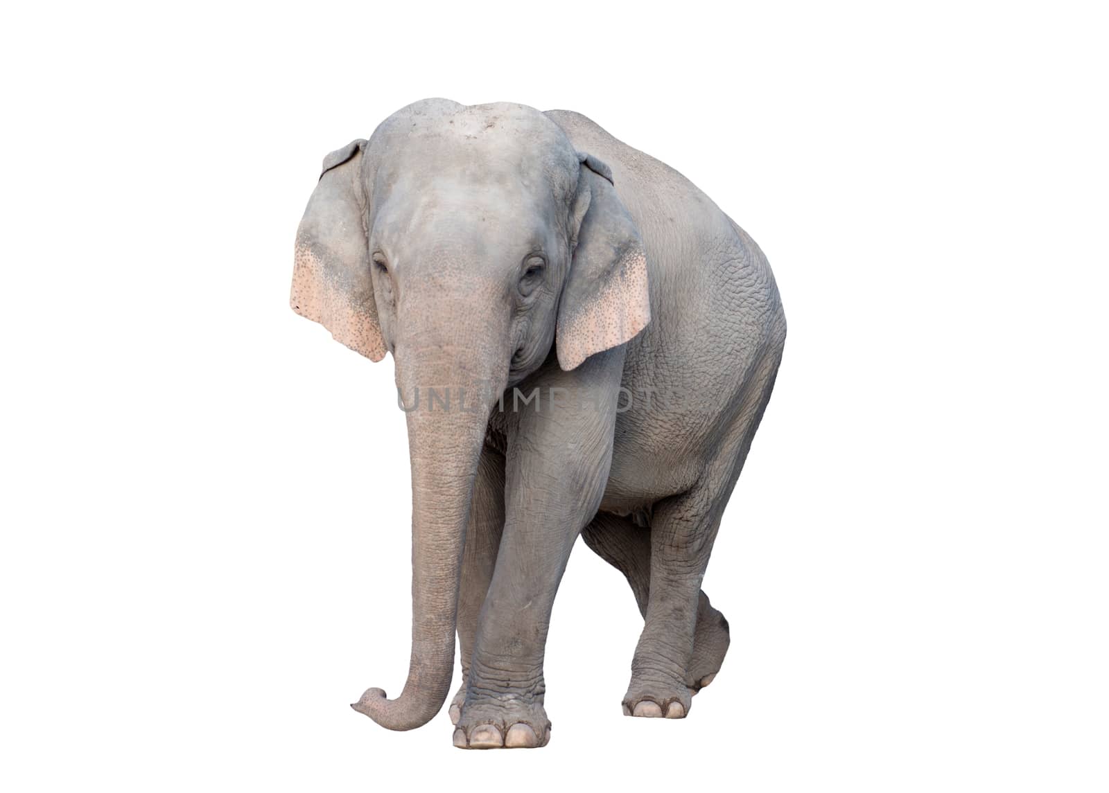 female asia elephant isolated on white background
