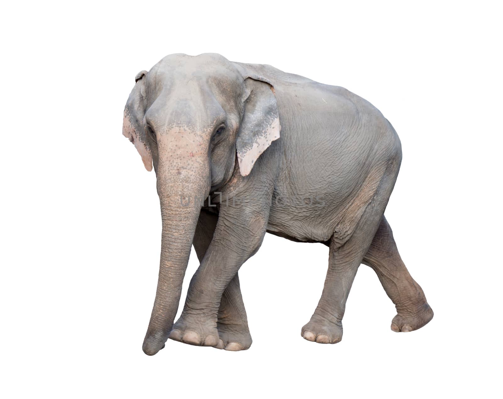 female asia elephant isolated on white background