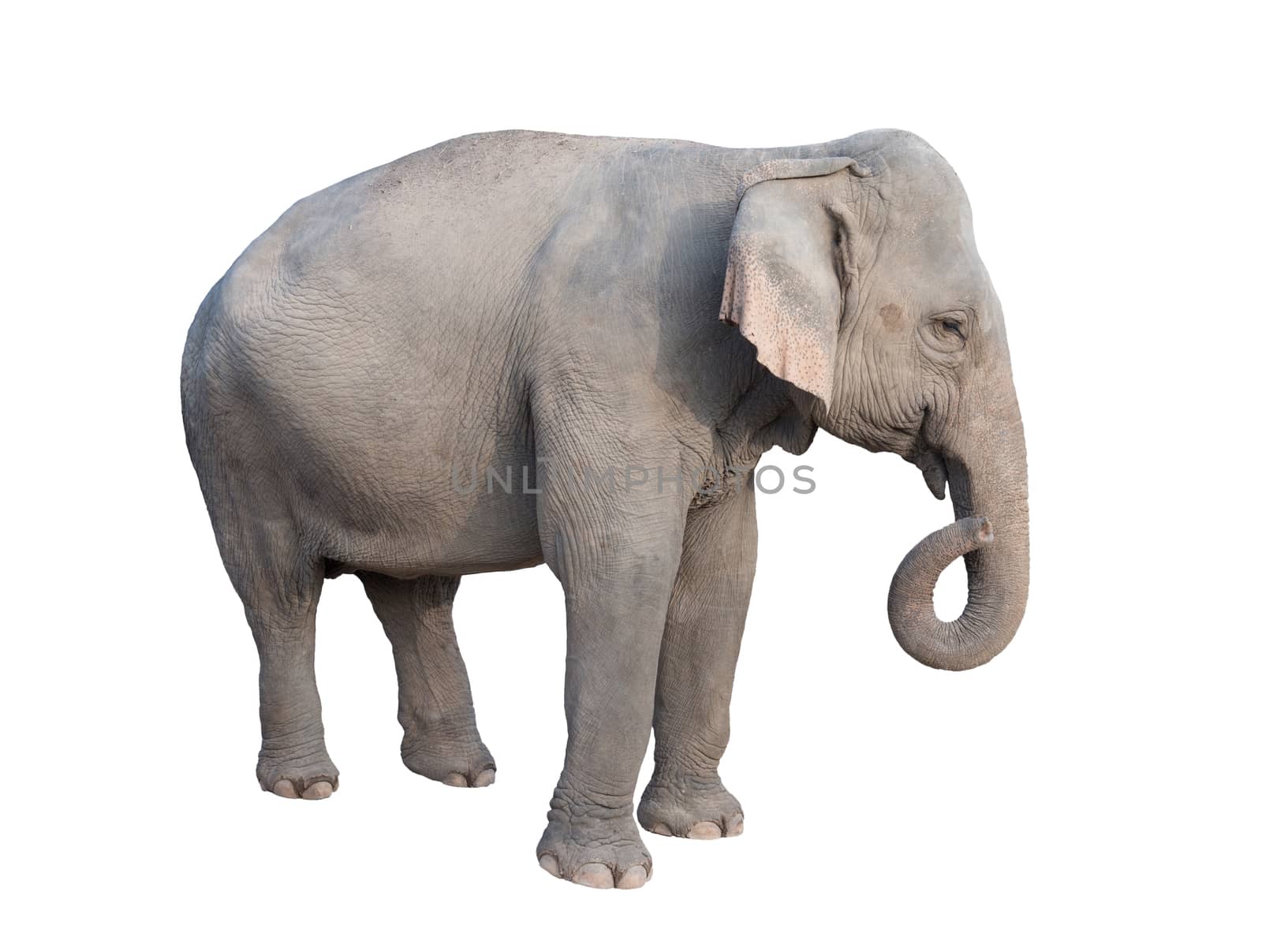 female asia elephant isolated on white background