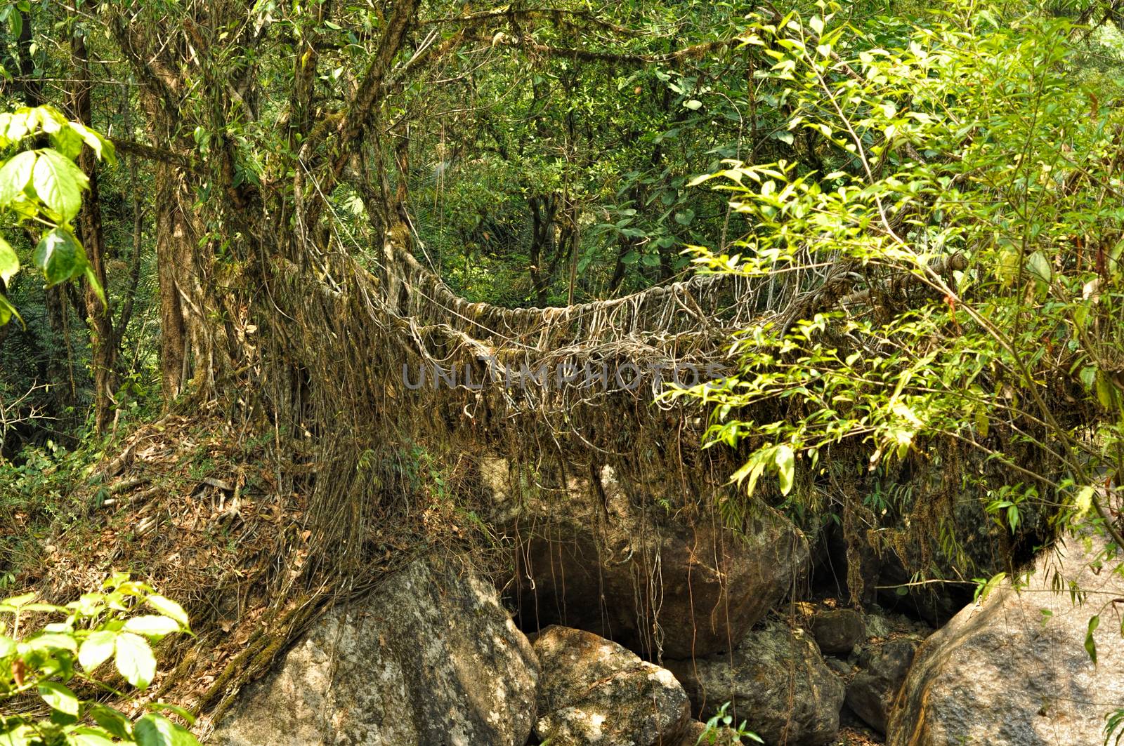 Old root bridge near Cherapunjee, Meghalaya, India