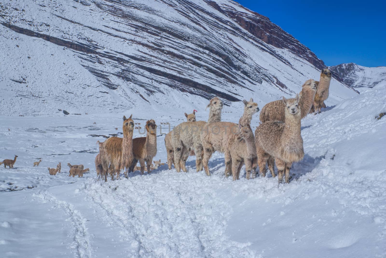 Herd of Llamas in Andes by MichalKnitl