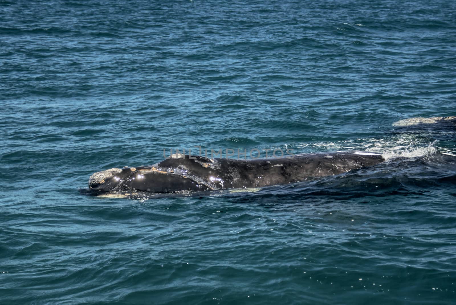 Lone whale swimming off the coast of Argentina in south America