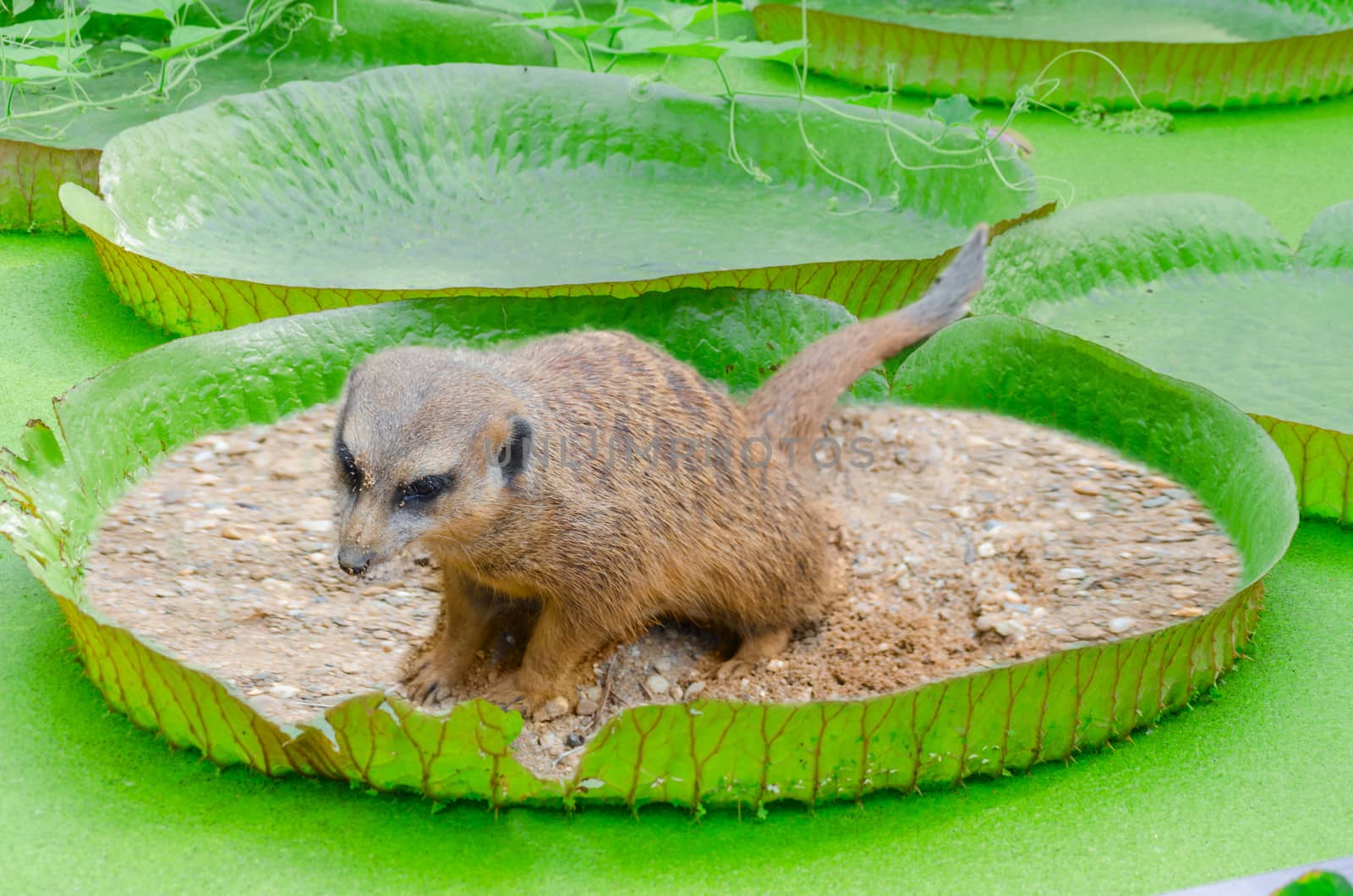 Meerkats toilet. Ermännchen on a lily pad 
With the largest leaves in the world, the Victoria water lily or even the Amazon water lily called.