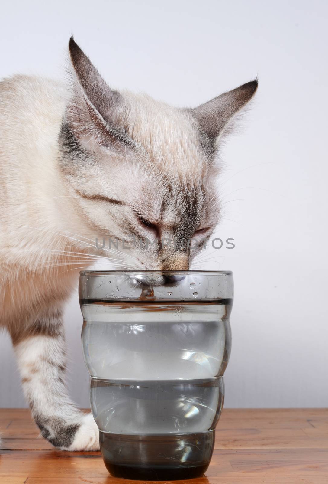 cute kitten drinking