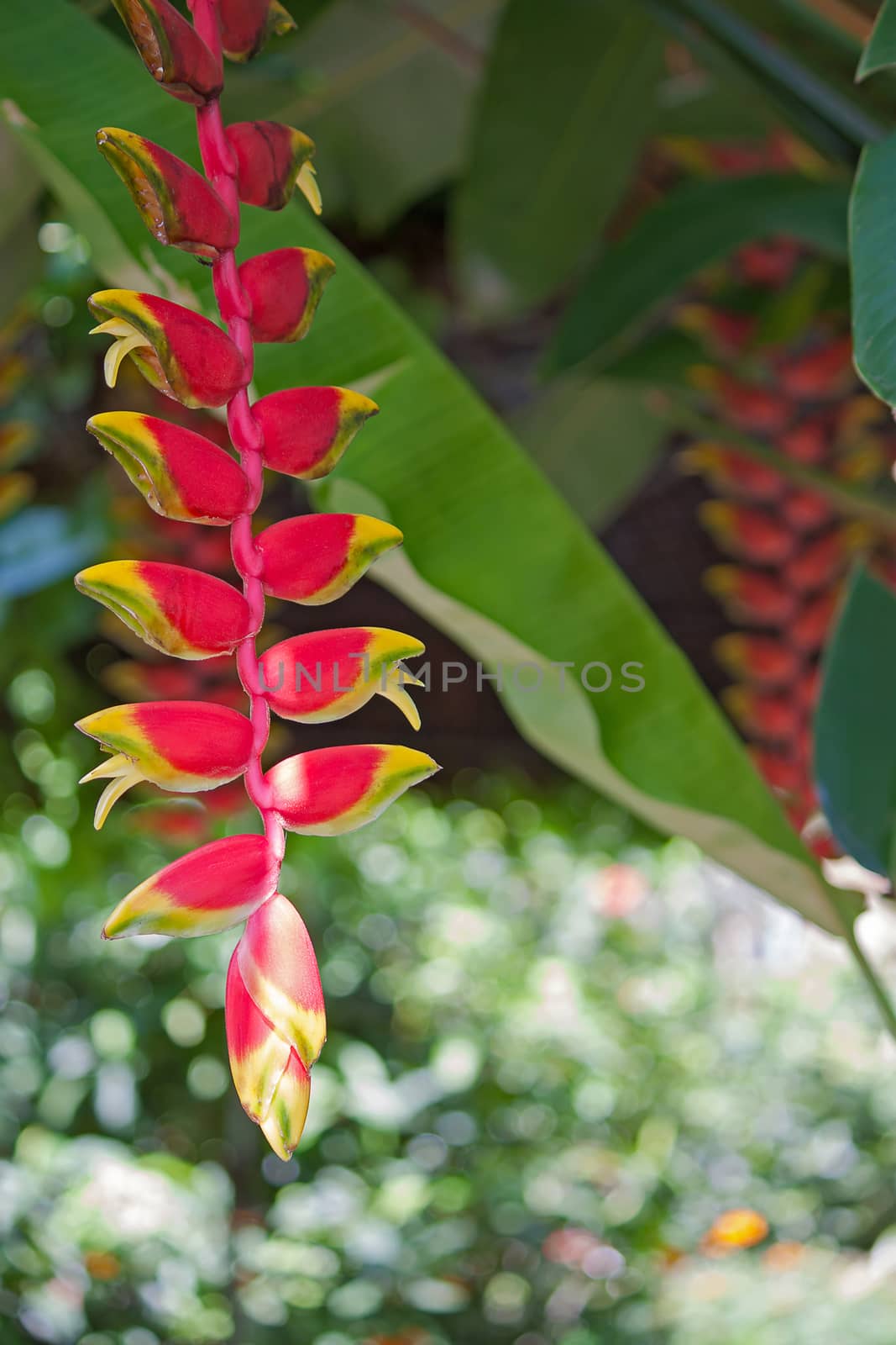heliconia flowers by zhannaprokopeva