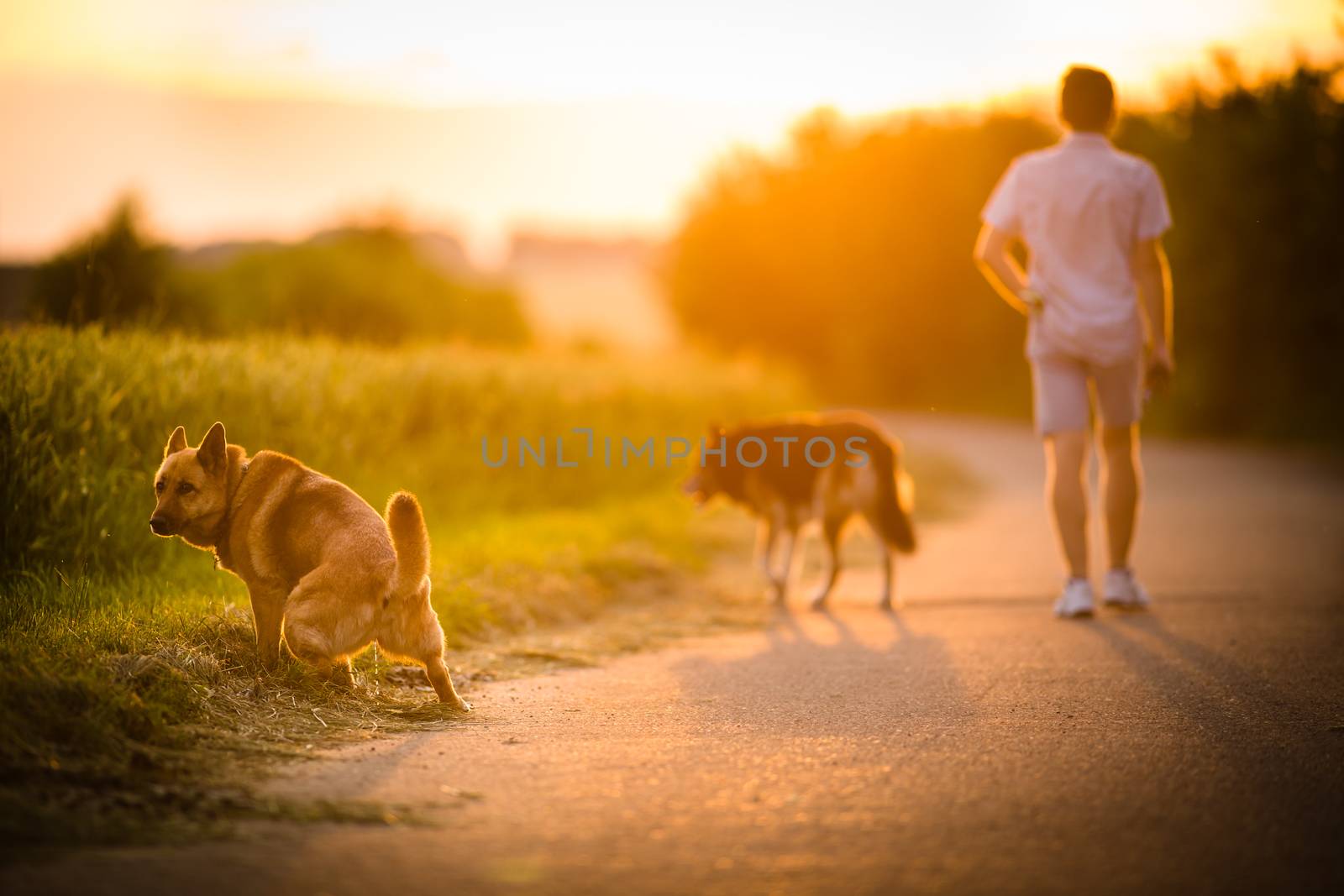 Man walking his two dogs in evening sunlight
