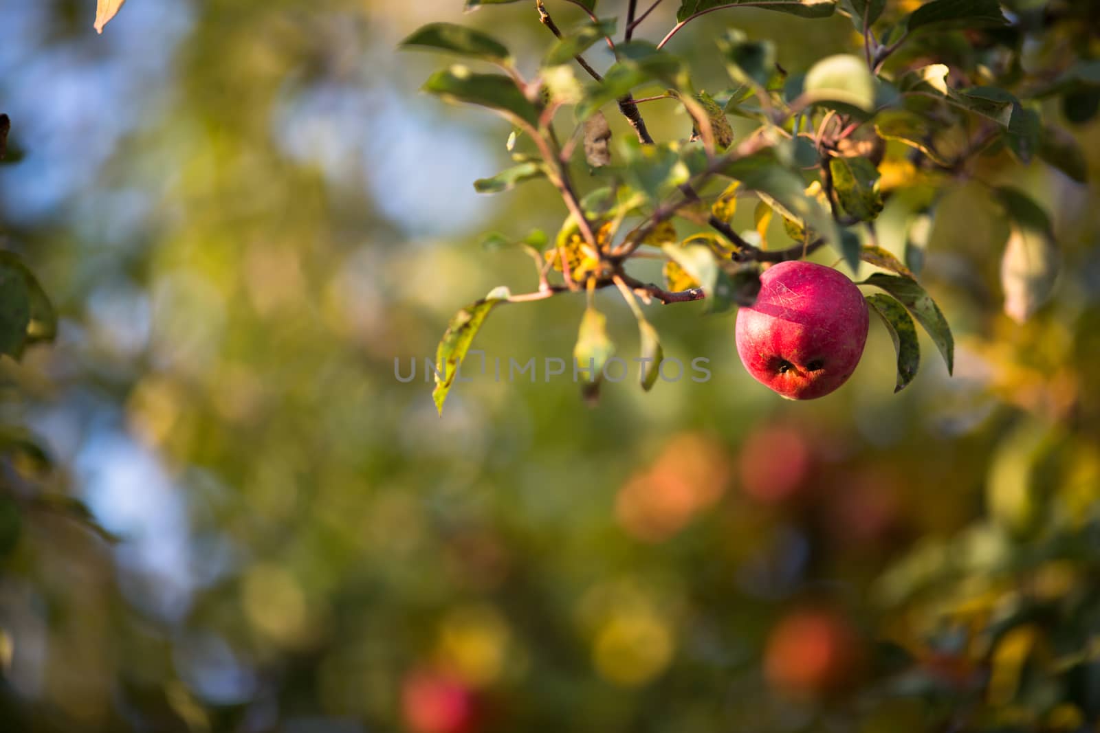 Red apples hanging on the tree and ready for picking. by viktor_cap