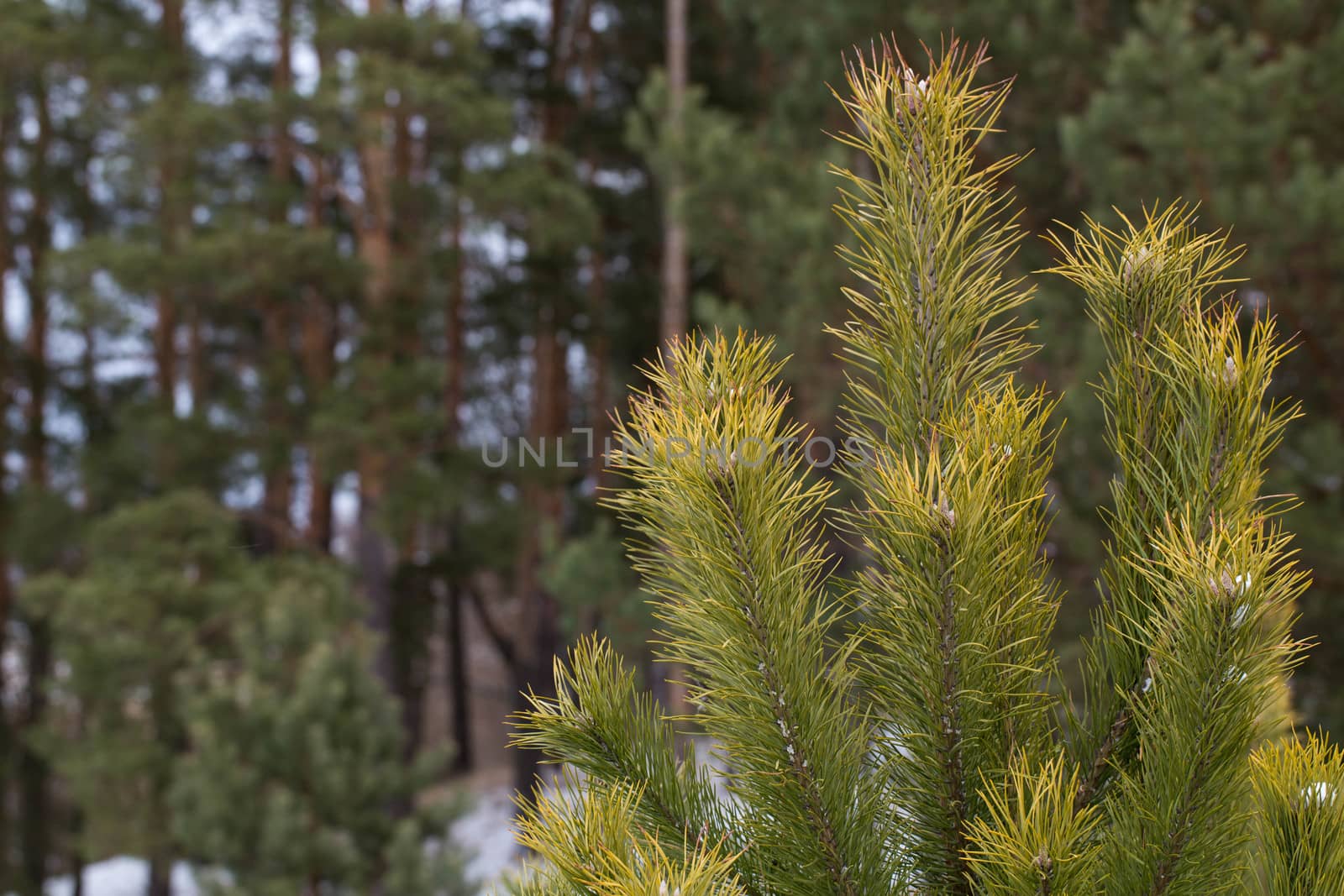 The top of a young pine trees in winter forest.