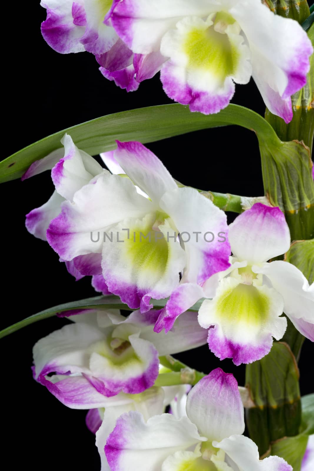 Dendrobium Orchid hybrids. Isolated on black