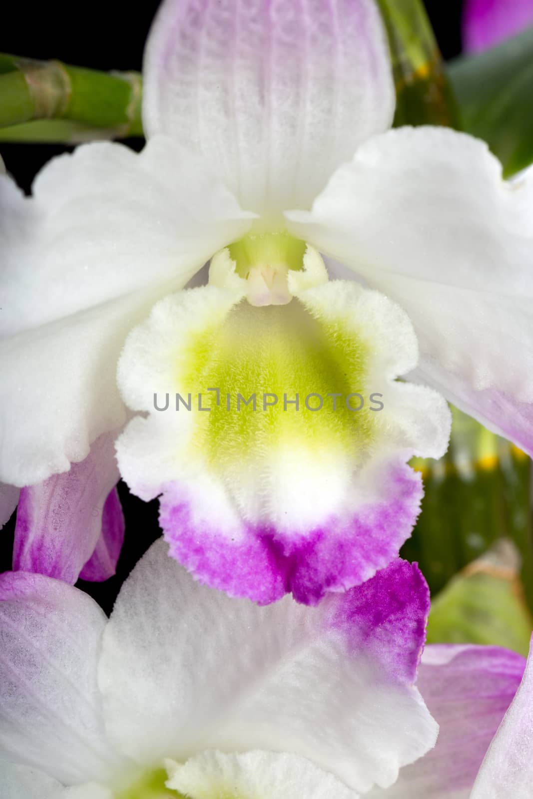 Dendrobium Orchid hybrids. Isolated on black