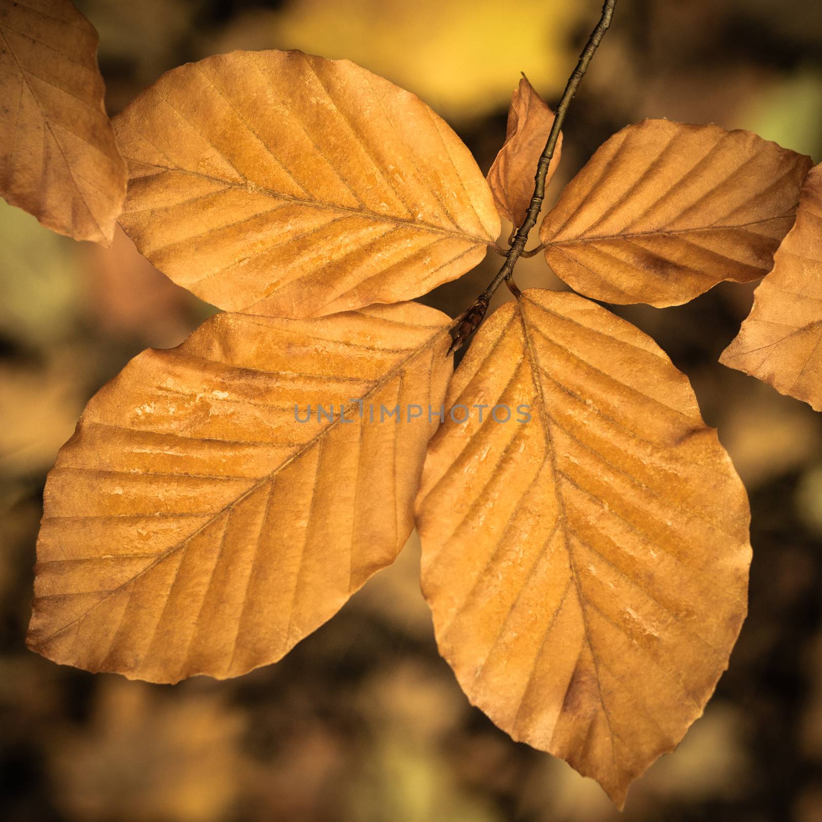 Wet Fall Leaves by mrdoomits