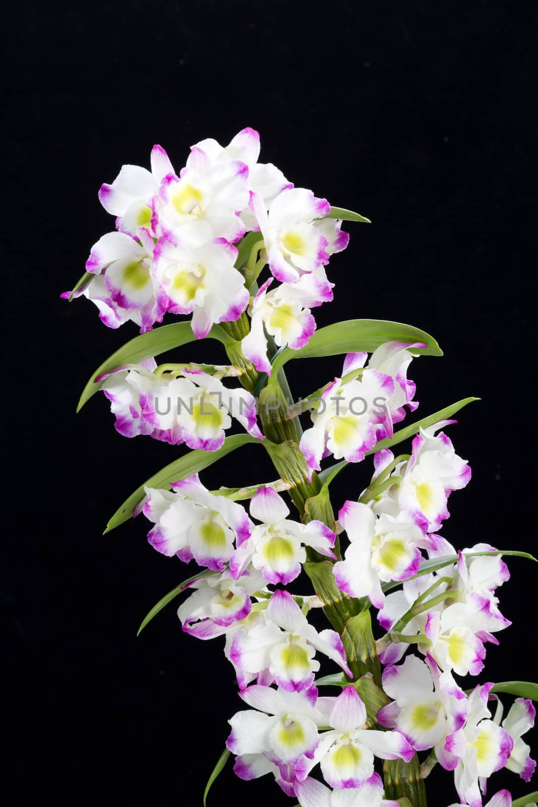 Dendrobium Orchid hybrids. Isolated on black