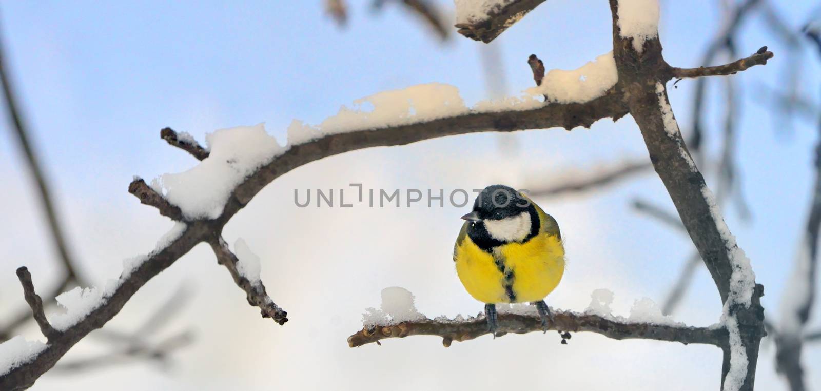 Great tit on a snowy branch in morning time