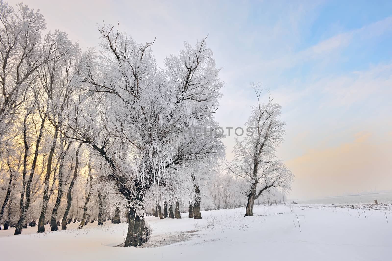 Frosty winter trees near Danube river