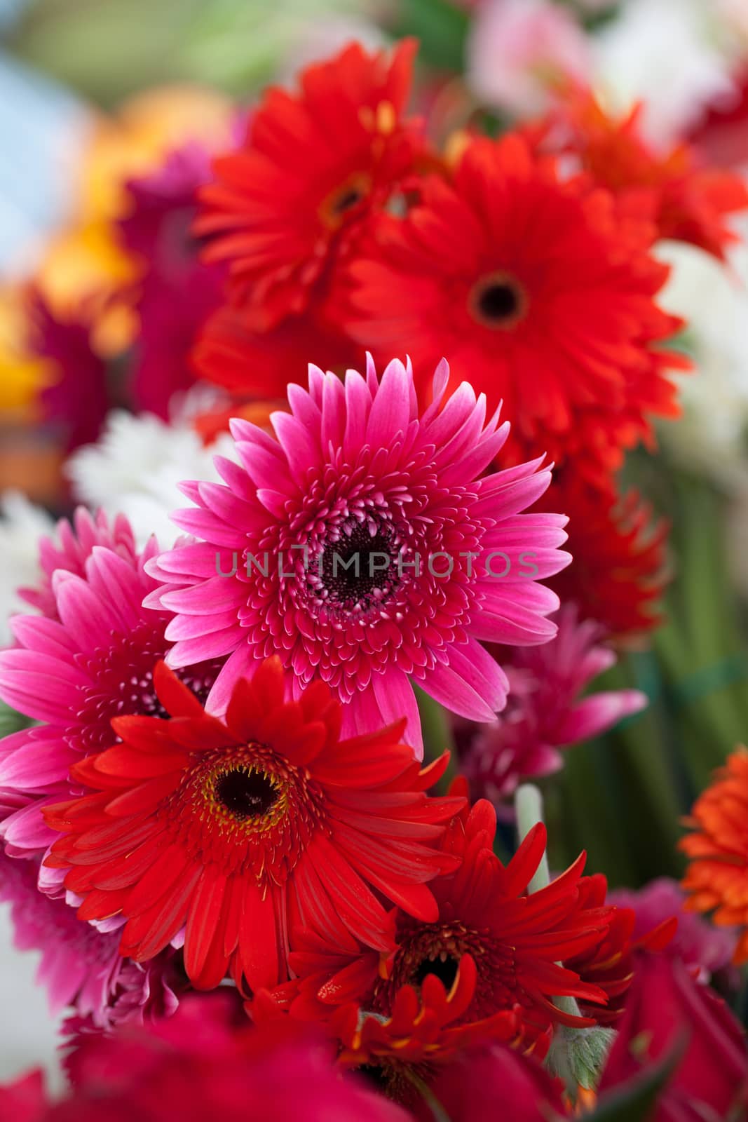 Natural background from autumn flowers 