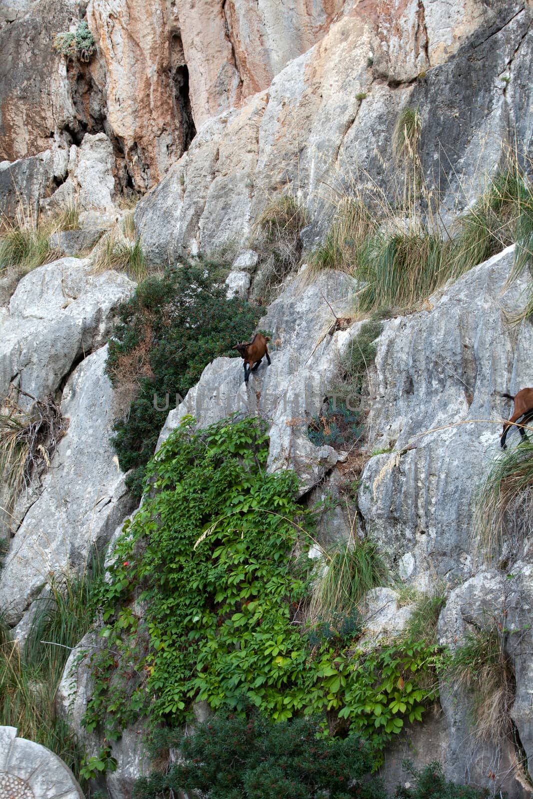 the wild Mallorcan goat in  Sa Calobra bay in Majorca Spain