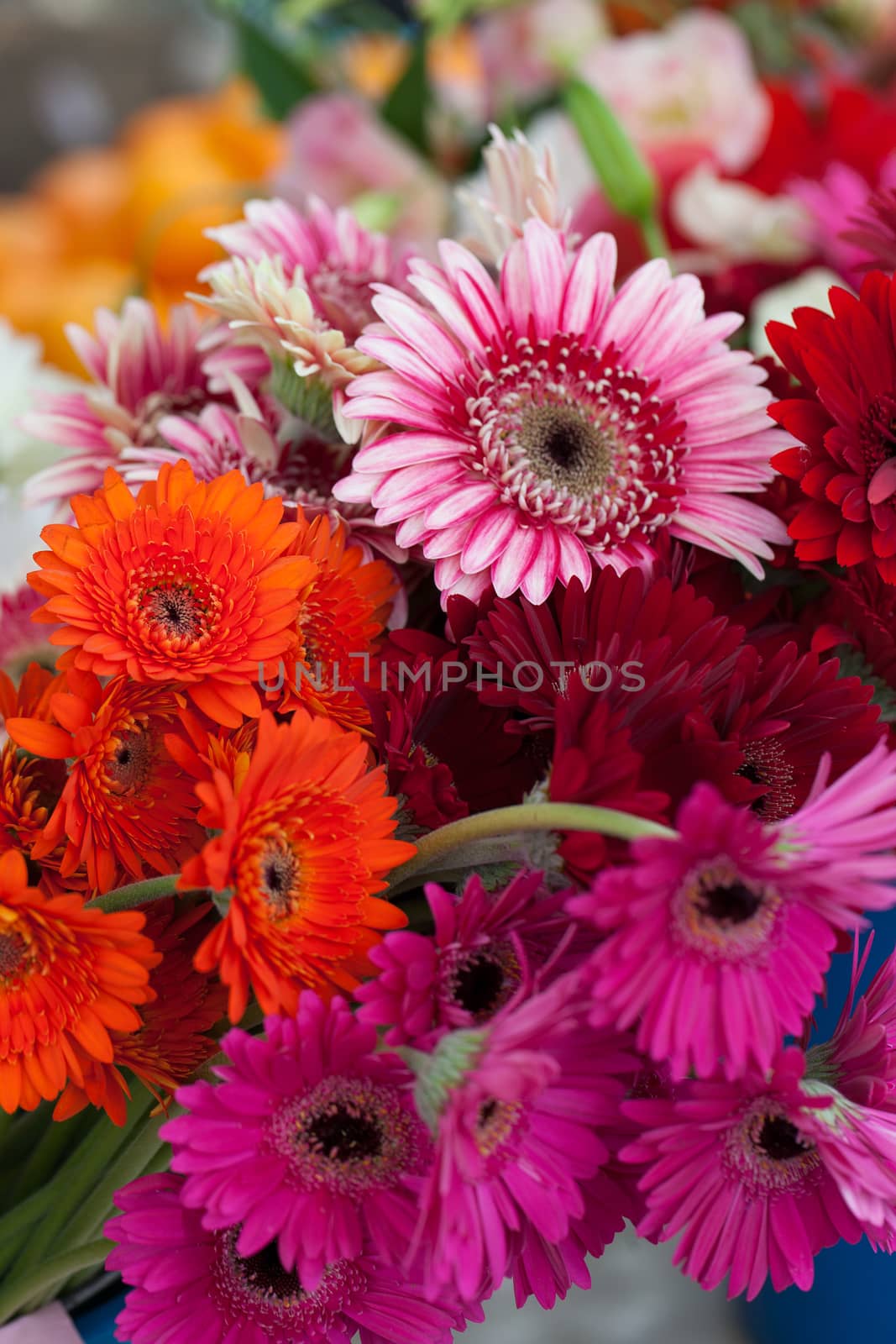 Natural background from autumn flowers 