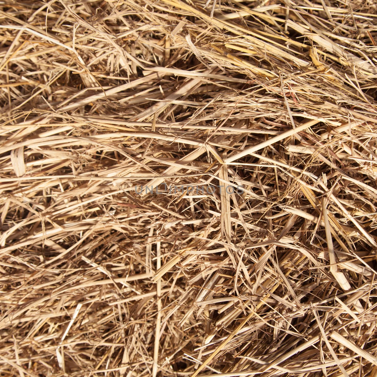 Straw dry deposition is a lot after the harvest of agricultural crops from the field.