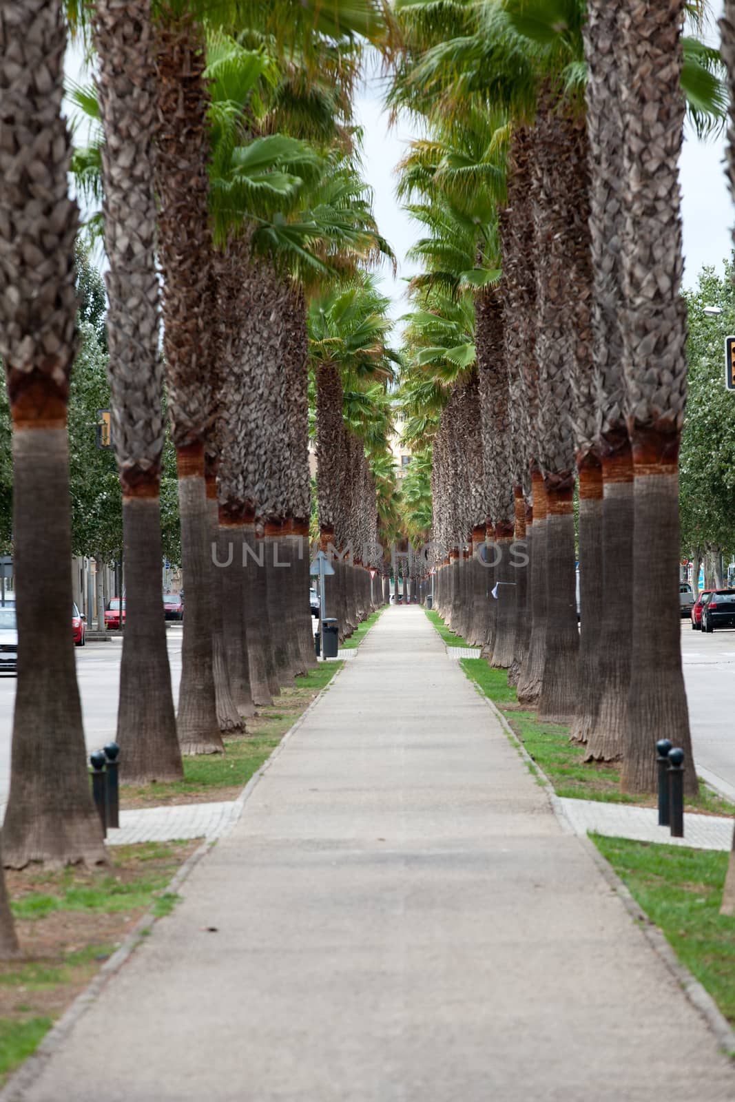 The neverending avenue with palms in Manacor. Majorca, Spain