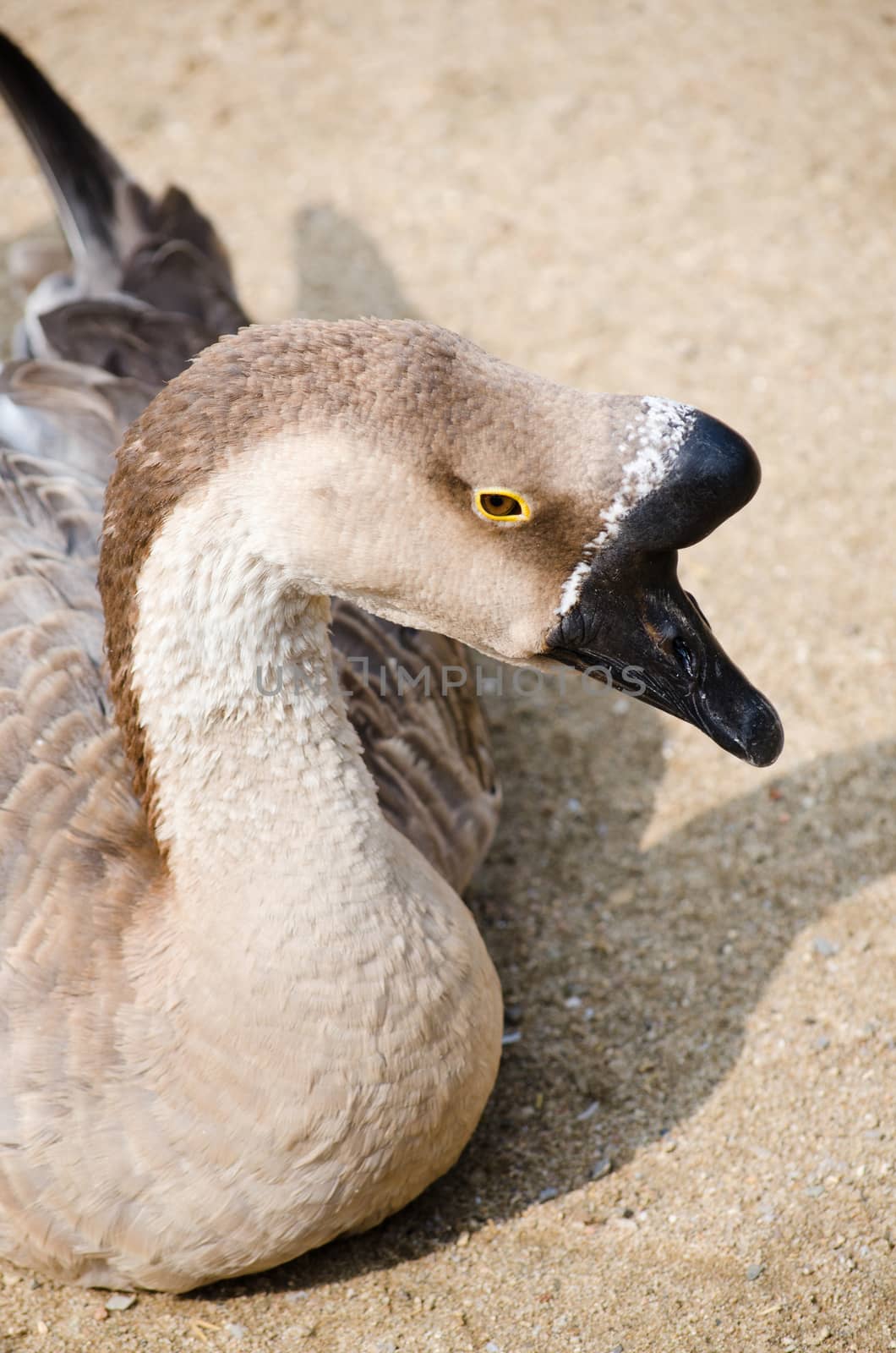 goose