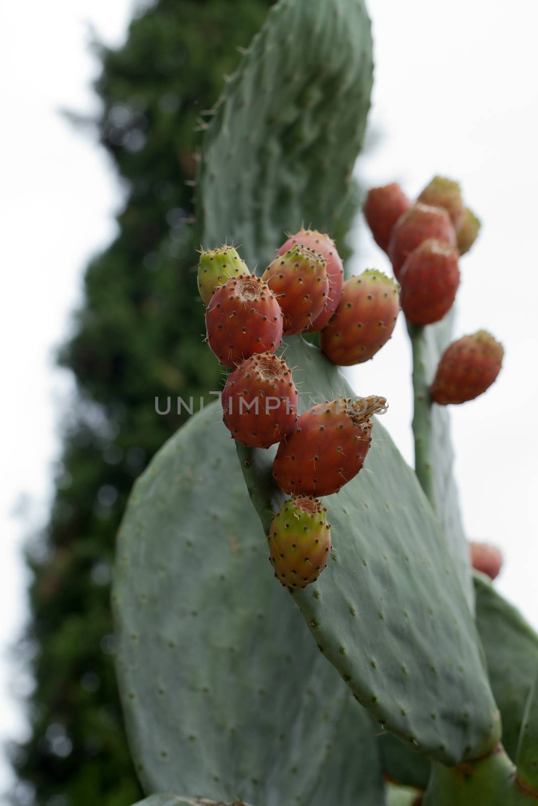 Beautiful Cactus in the Garden