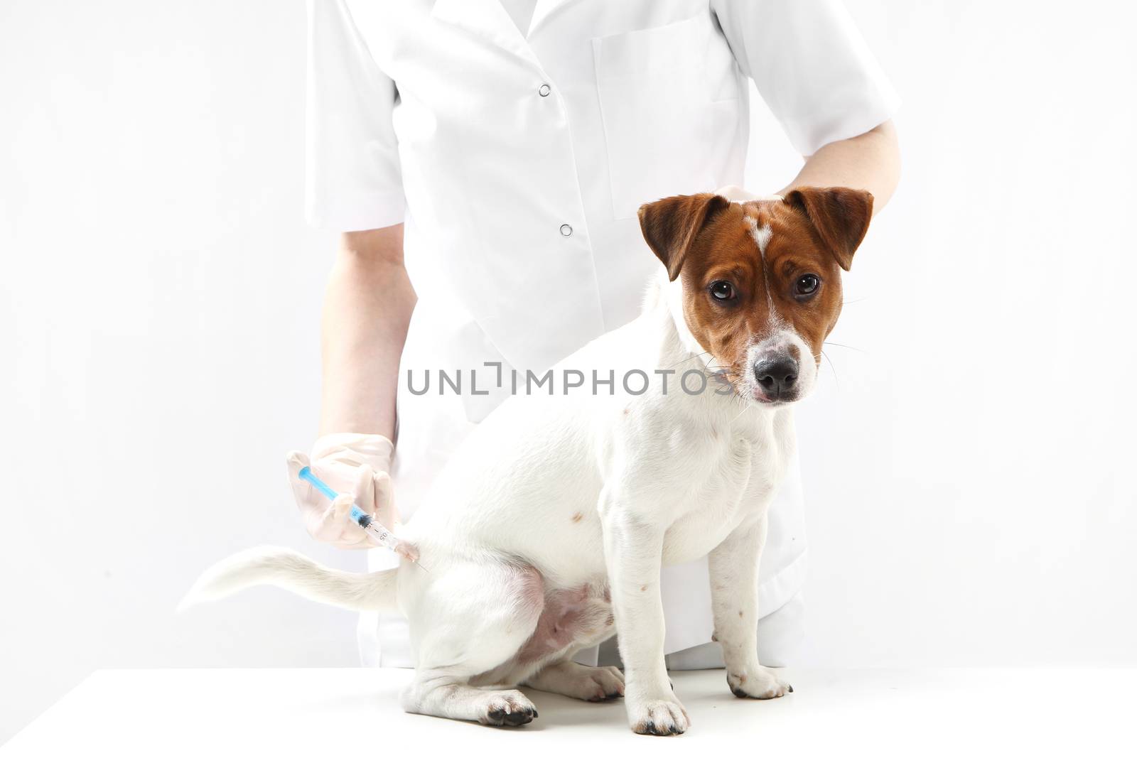 Dog on vaccination vet