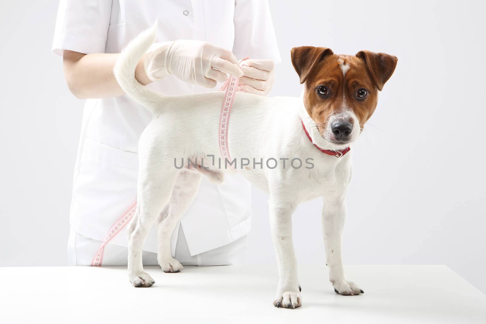 Young Jack Russell Terrier dog at veterinarian during the measuring circuit by robert_przybysz