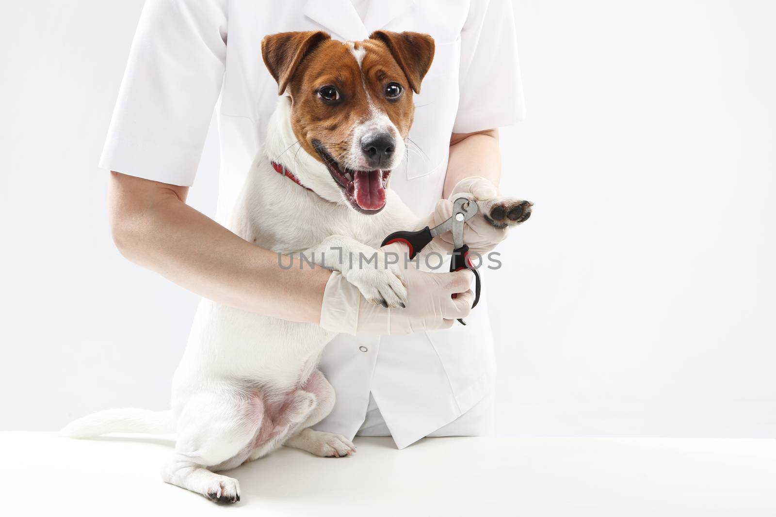 Puppy to the vet, trimming claws by robert_przybysz