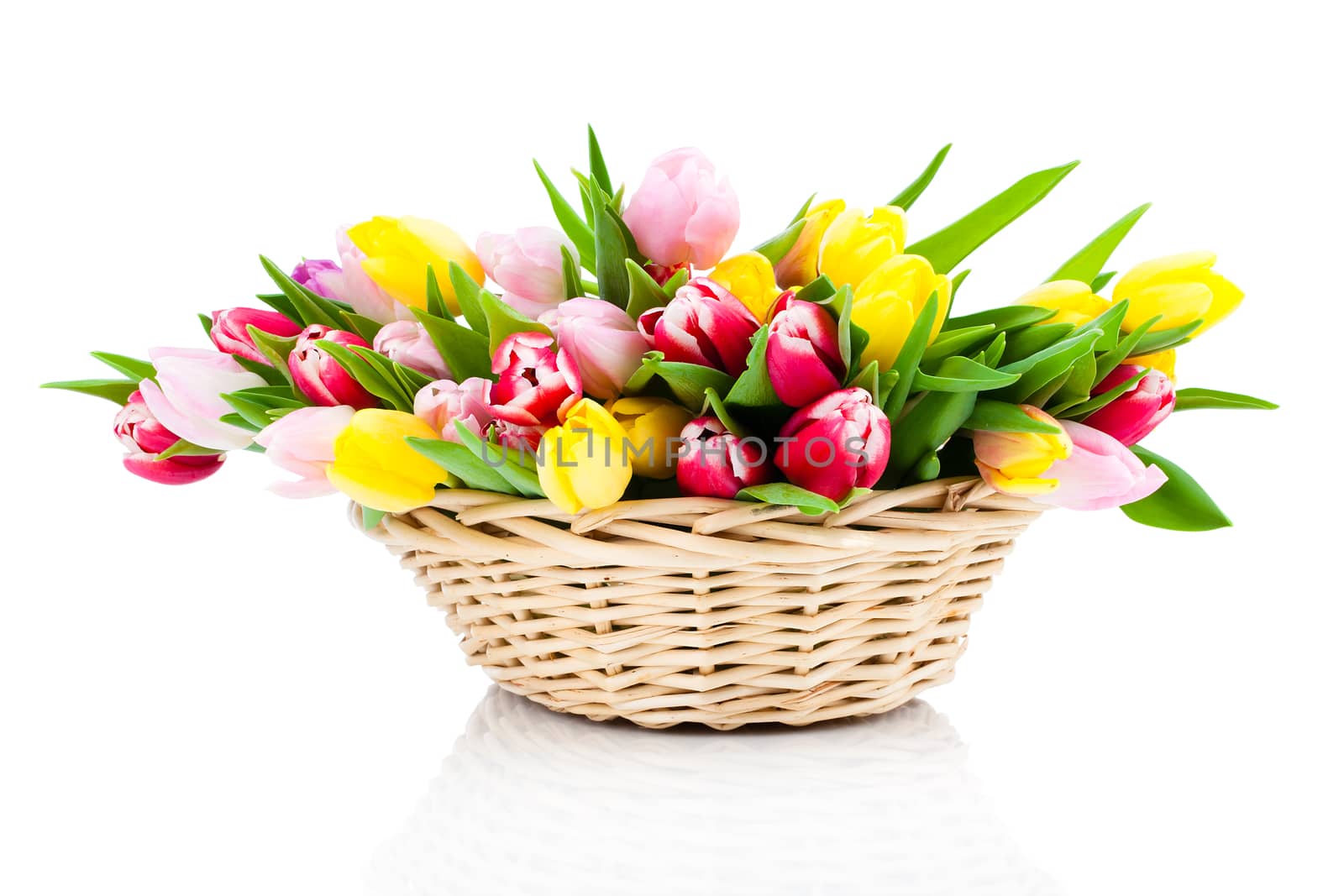 Colorful tulip blooms in a basket isolated on white