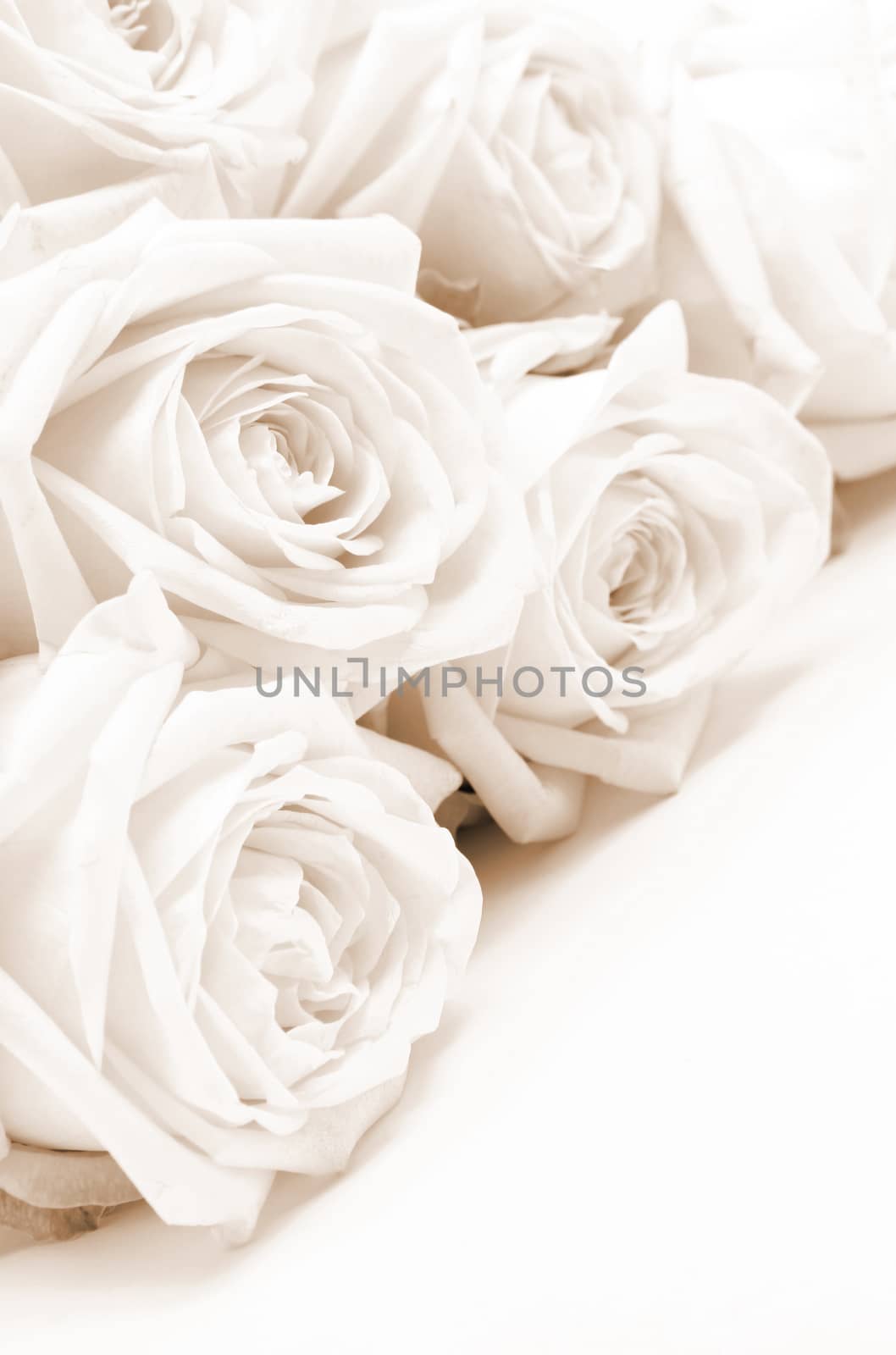  Beautiful white roses toned in sepia as wedding background. Soft focus. 