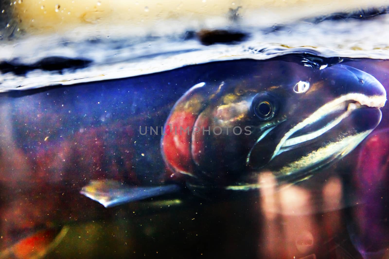 Fear Chinook Coho Salmon Close Up Issaquah Hatchery Washington by bill_perry