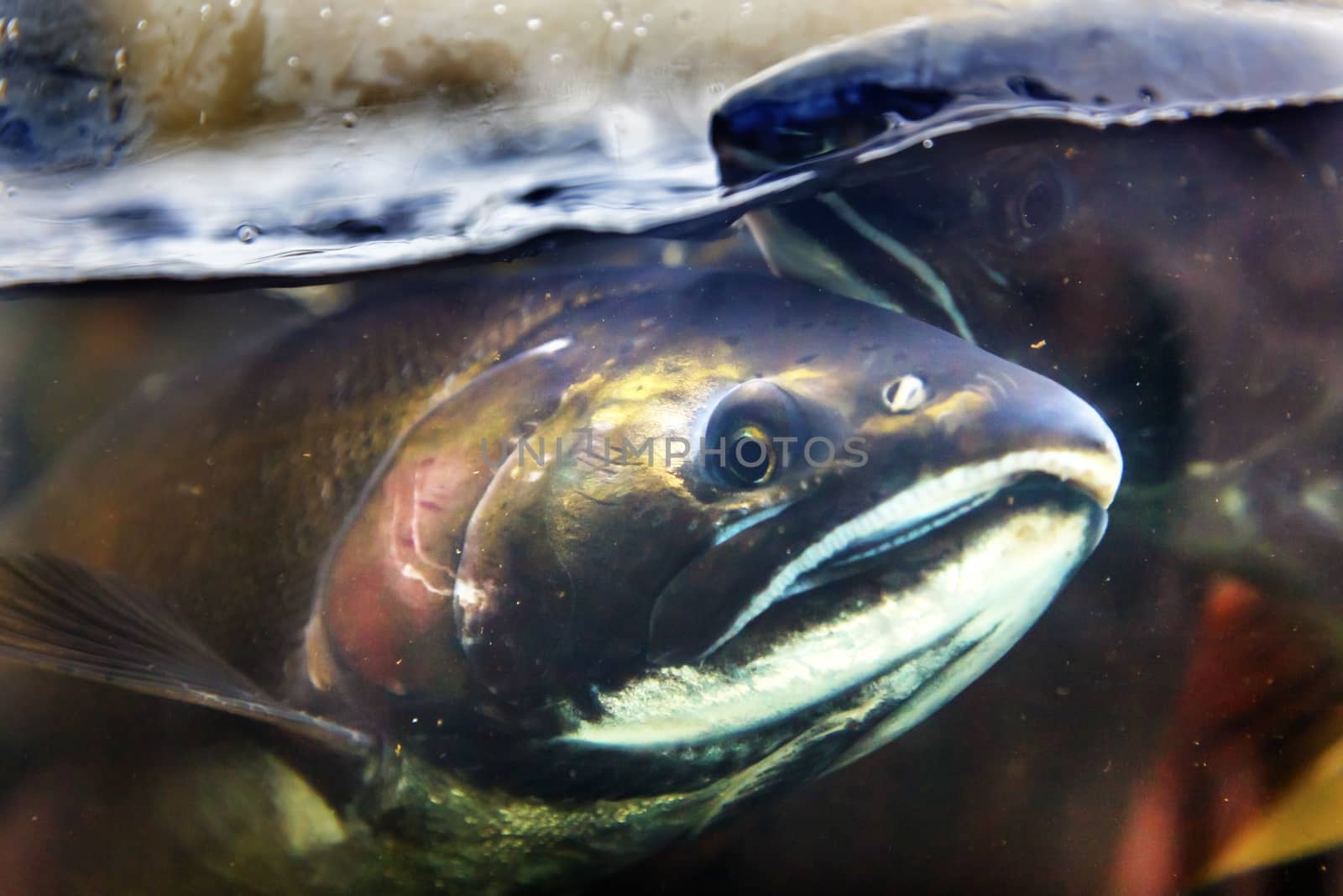 Fear Salmon Oncorhynchus tshawytscha Issaquah Hatchery Washington.  Salmon swim up the Issaquah creek from the sea and are caught in the Hatchery.  In the Hatchery, they will be killed for their eggs and sperm, which will be used to create more salmon.  The salmon appear to know their fate.  Most salmon caught were originally born in the Issaquah hatchery.