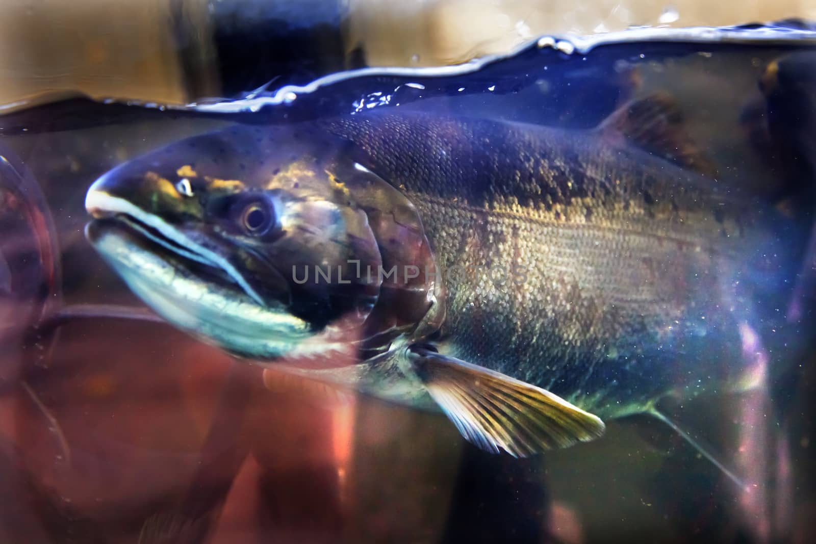 Chinook Coho Salmon Close Up Issaquah Hatchery Washington State by bill_perry