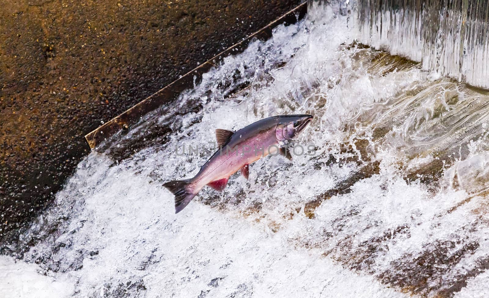 Chinook Coho Salmon Jumping Issaquah Hatchery Washington State by bill_perry