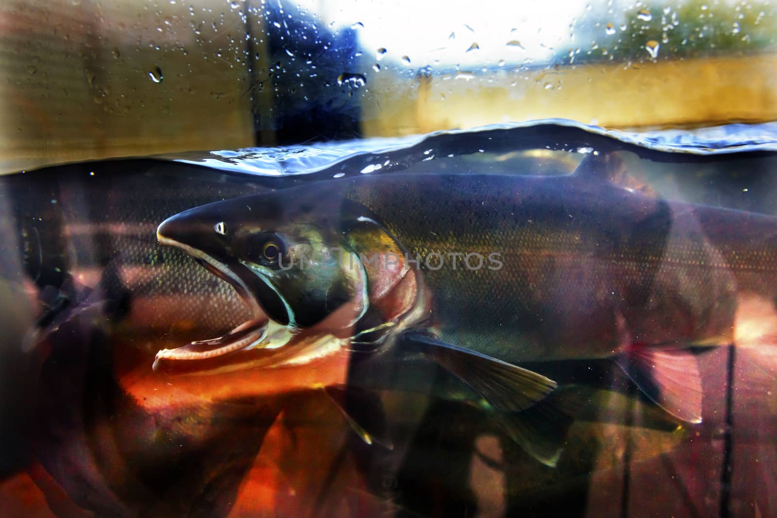 Salmon Head Close Up Abstract Issaquah Hatrhery Washington.  Salmon swim up the Issaquah creek and are caught in the Hatchery.  In the Hatchery, they will be killed for their eggs and sperm, which will be used to create more salmon.