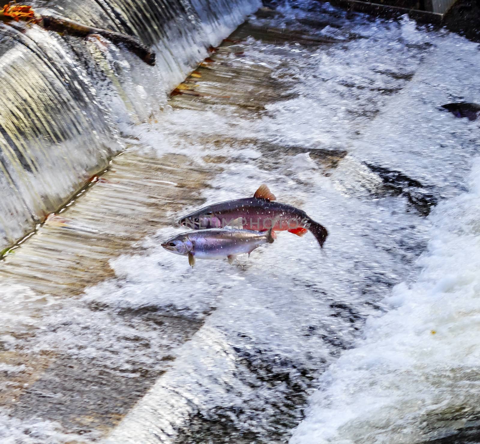 Chinook Coho Salmon Jumping Issaquah Hatchery Washington State by bill_perry