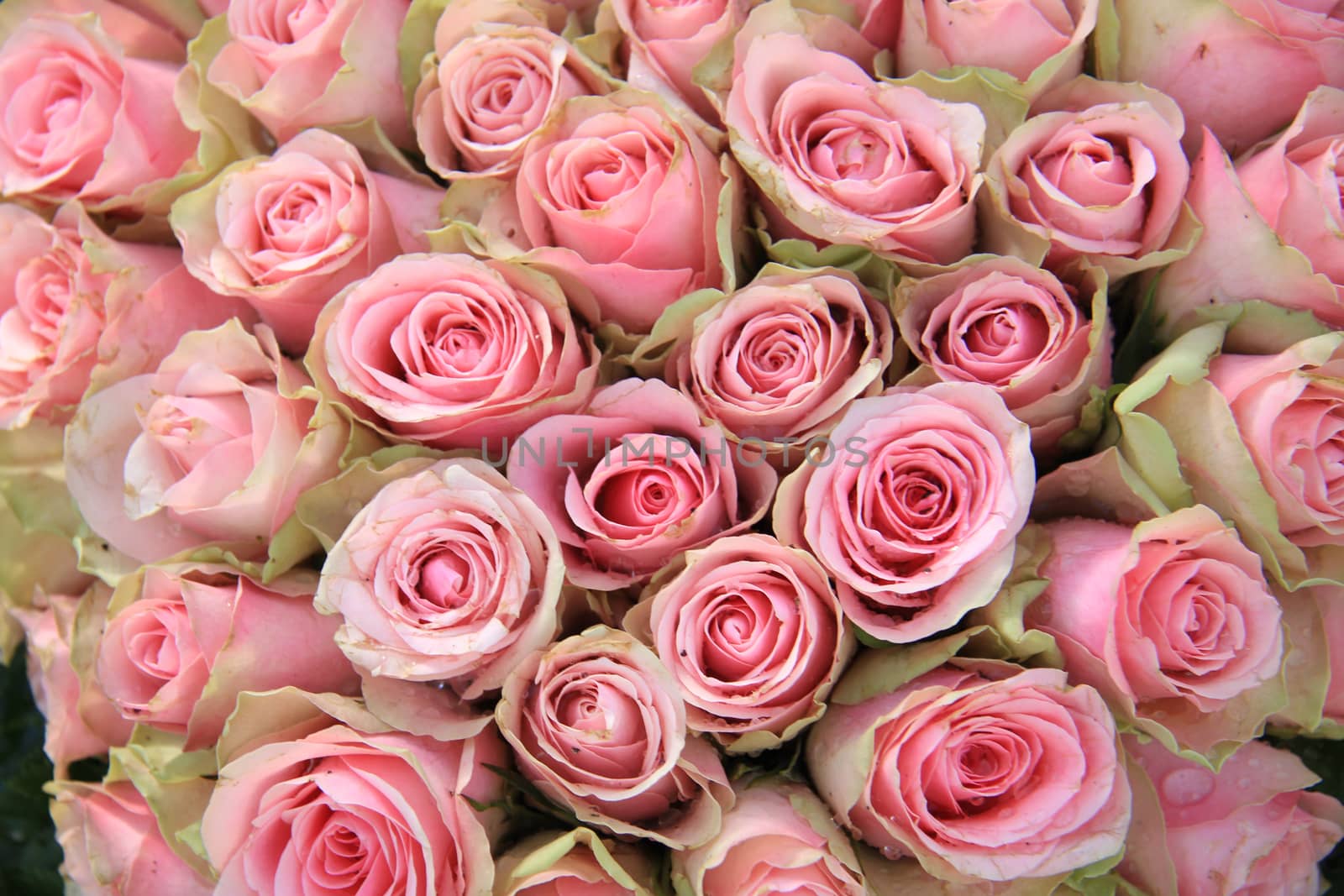 Pink roses in a wedding arrangement by studioportosabbia