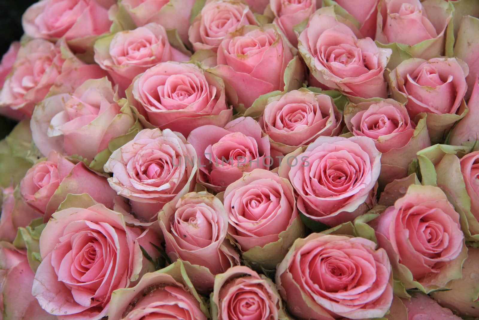 Pink roses in a wedding arrangement by studioportosabbia