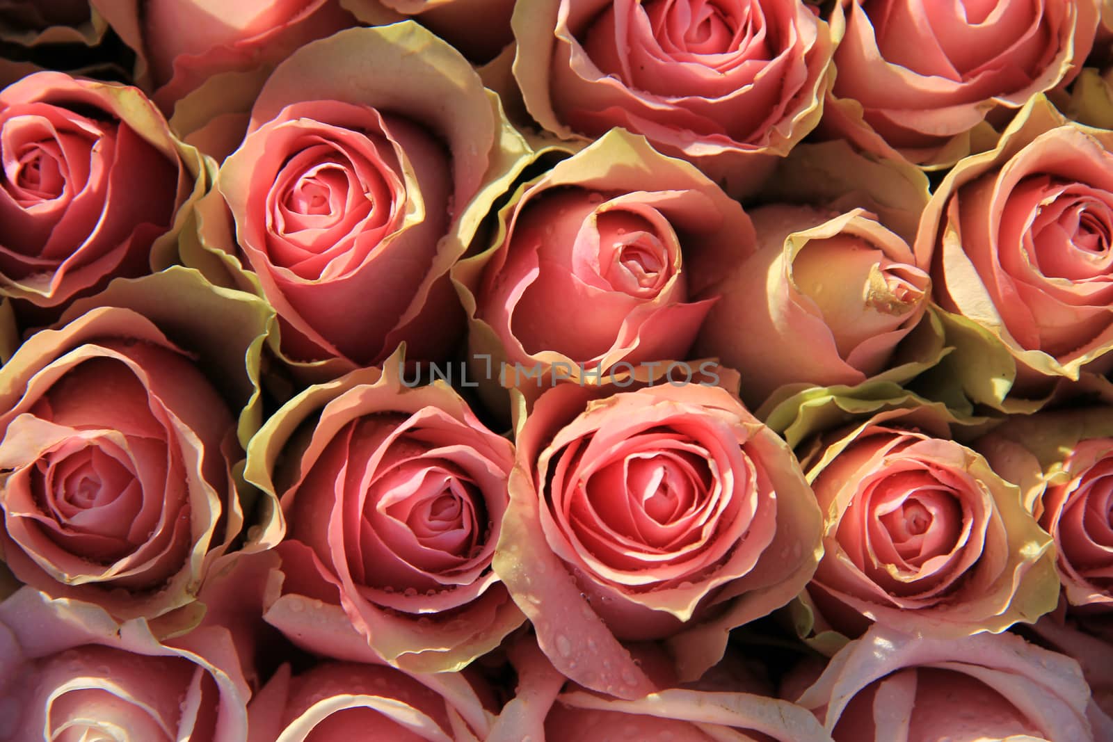 Pink roses in a bridal arrangement by studioportosabbia