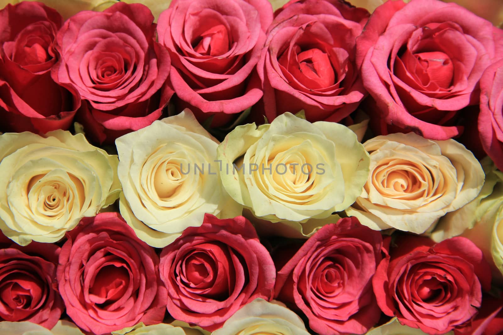 Pink roses in different shades in wedding arrangement by studioportosabbia