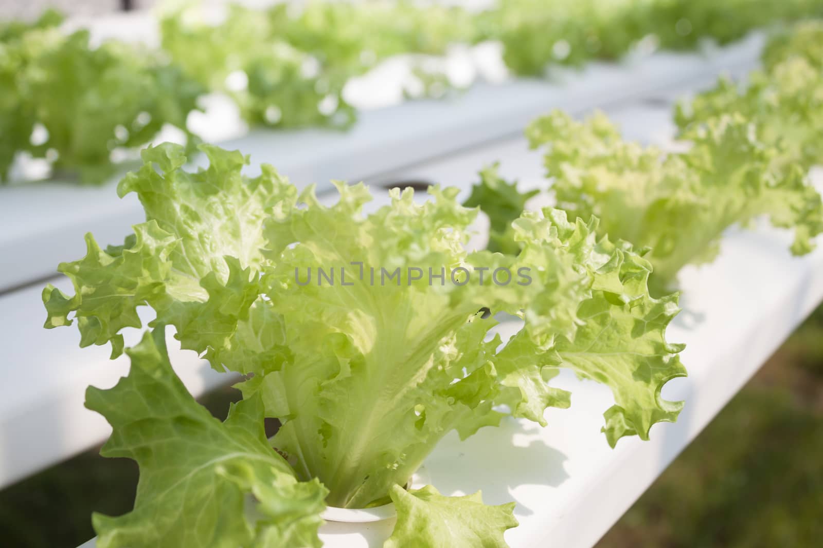 Frillice iceberg plants on hydrophonic farm, stock photo