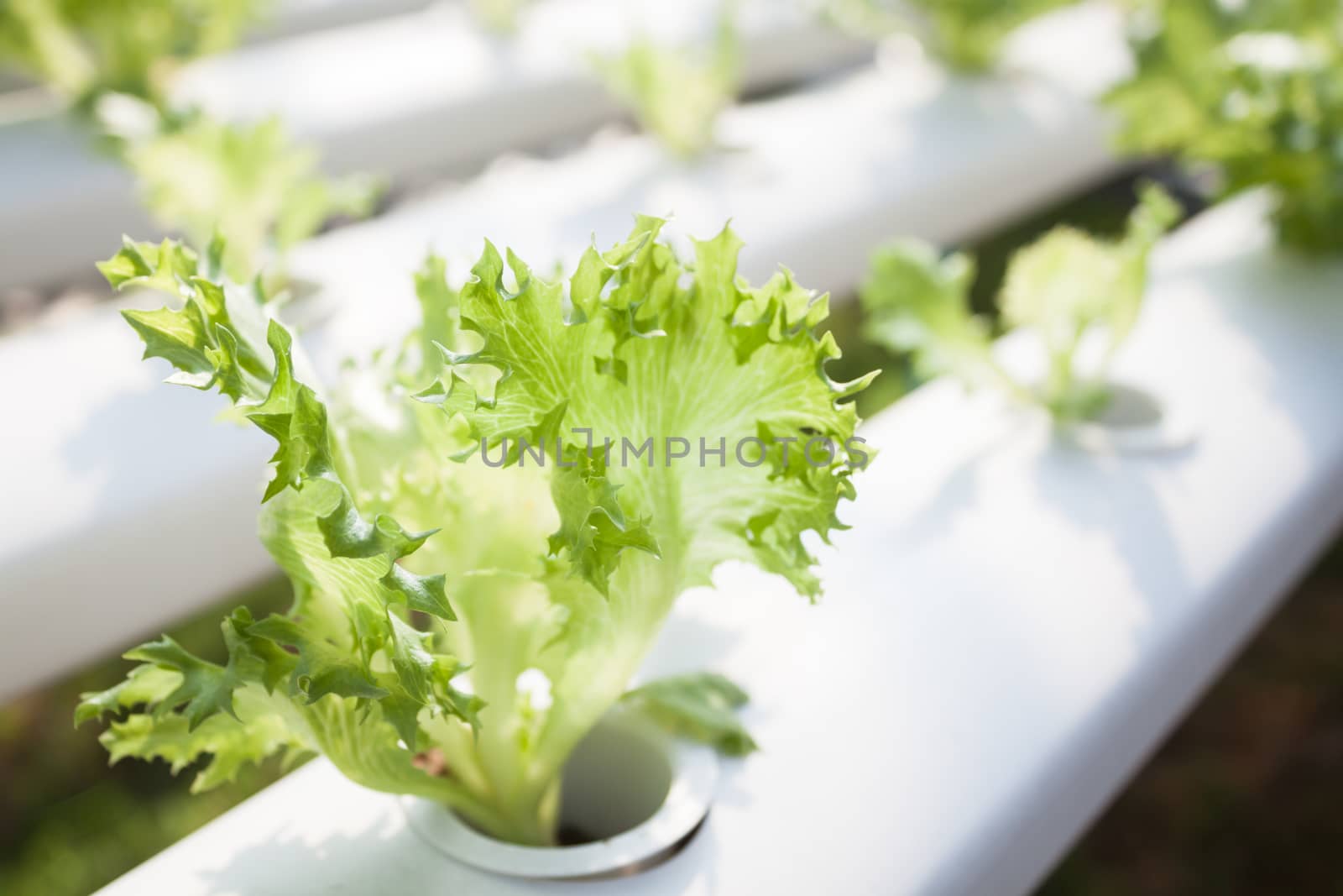 Frillice iceberg plants on hydrophonic farm, stock photo