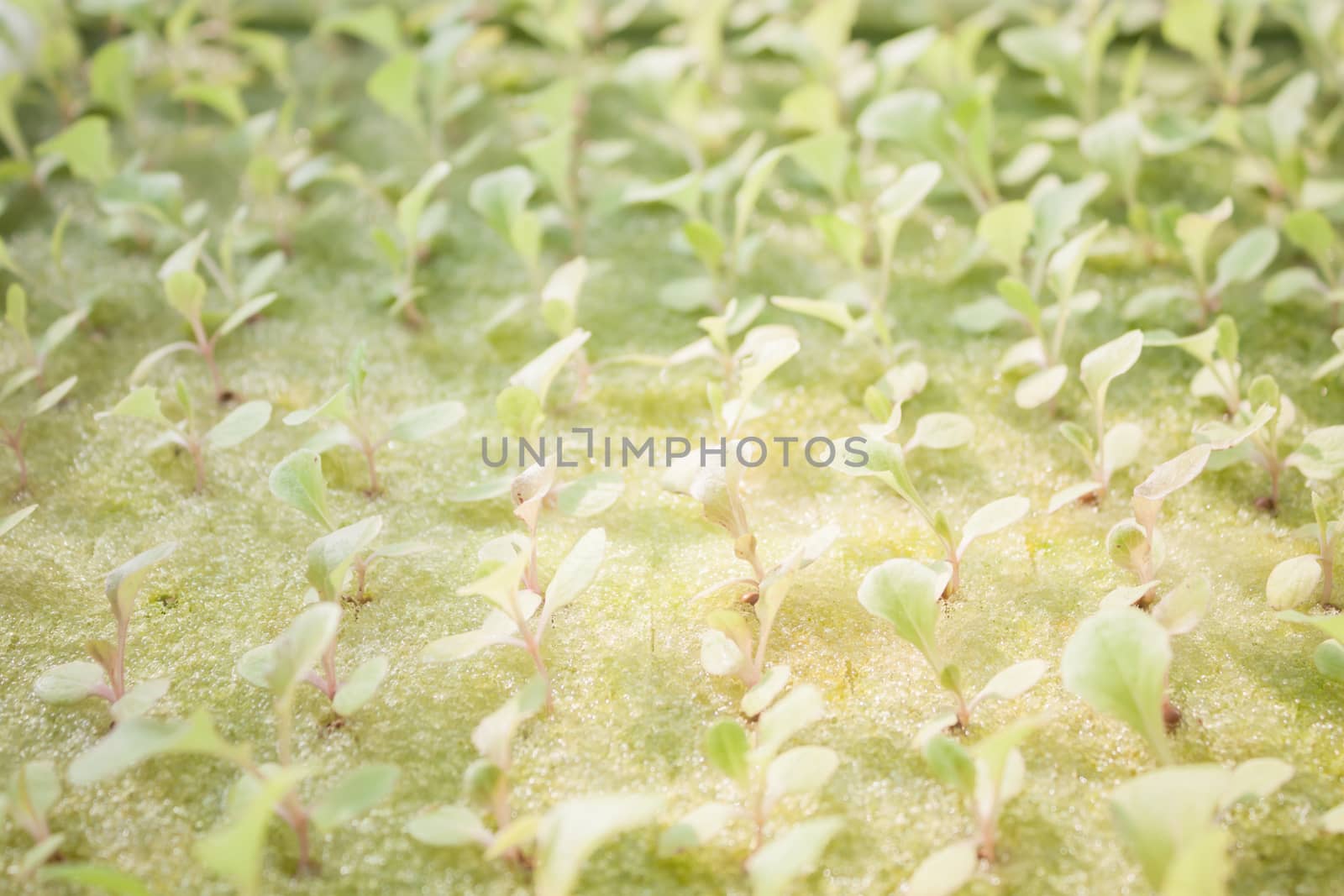 Hydrophonic plantation of vegetable salad, stock photo