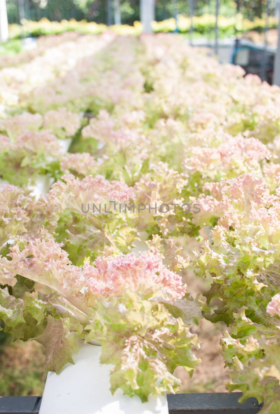 Red coral plants on hydrophonic farm, stock photo