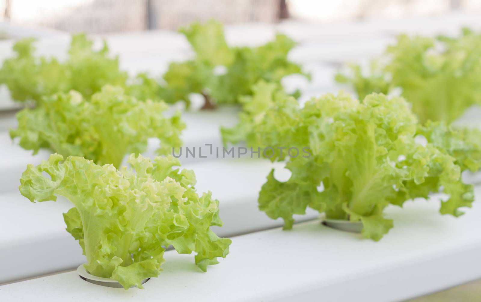 Green coral plants on hydrophonic farm, stock photo