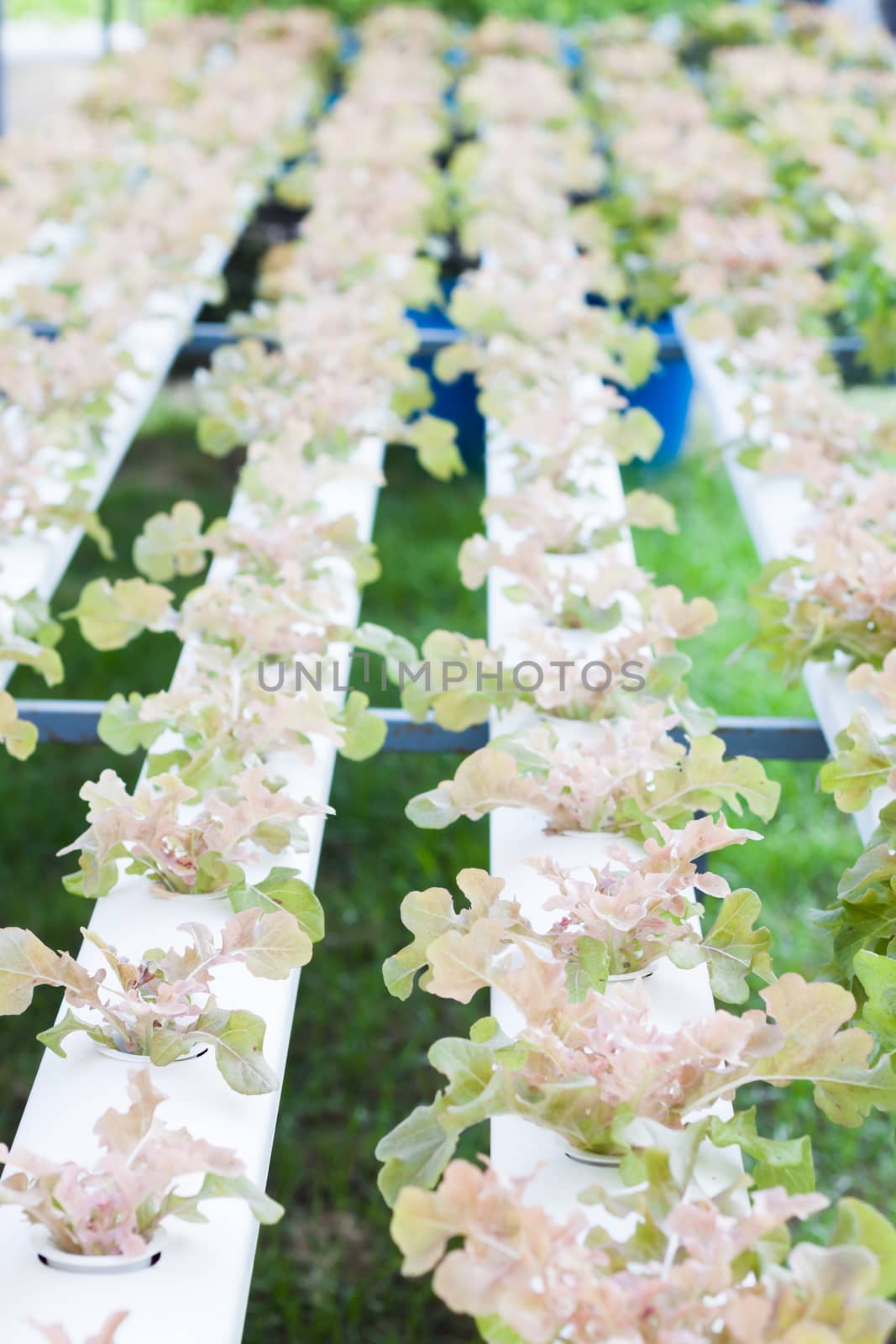 Red oak plants on hydrophonic farm, stock photo