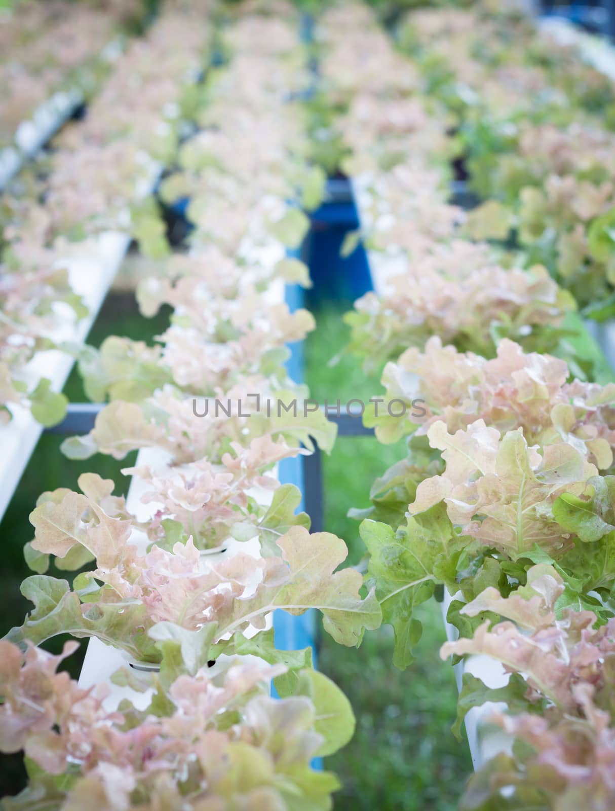 Red oak plants on hydrophonic farm, stock photo